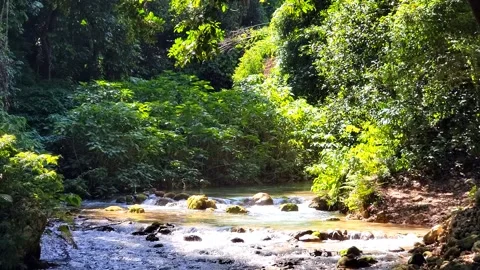 River Mulito flowing over mossy rocks in tropical jungle, Pedernales, DR Vidéo 334260889