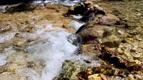 River Mulito flowing over mossy rocks in tropical jungle, Pedernales, DR Vidéo 334260893