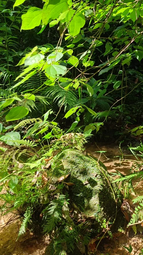 River Mulito flowing over mossy rocks in tropical jungle, Pedernales, DR Vidéo 334260981