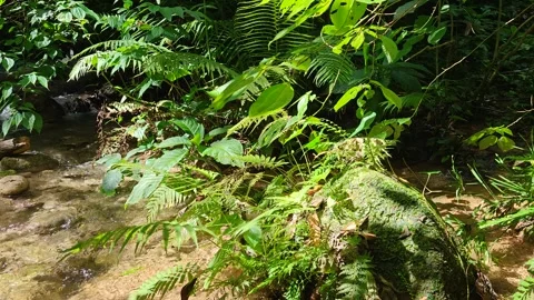 River Mulito flowing over mossy rocks in tropical jungle, Pedernales, DR Vidéo 334261035
