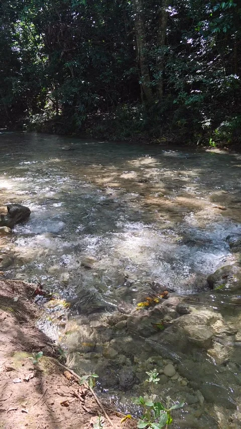 River Mulito flowing over mossy rocks in tropical jungle, Pedernales, DR Vidéo 334261474