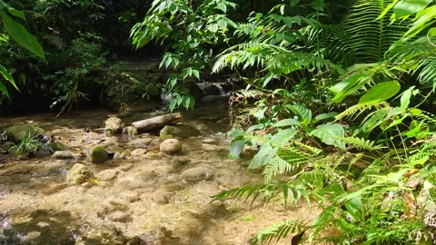 River Mulito flowing over mossy rocks in tropical jungle, Pedernales, DR Vidéo 334261960