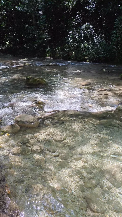 River Mulito flowing over mossy rocks in tropical jungle, Pedernales, DR Vidéo 334262092