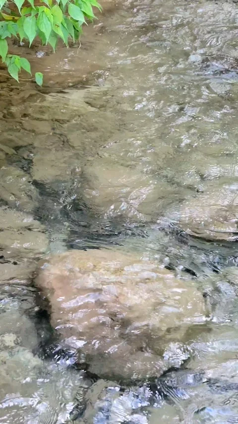 River Mulito flowing over mossy rocks in tropical jungle, Pedernales, DR Vidéo 334635722