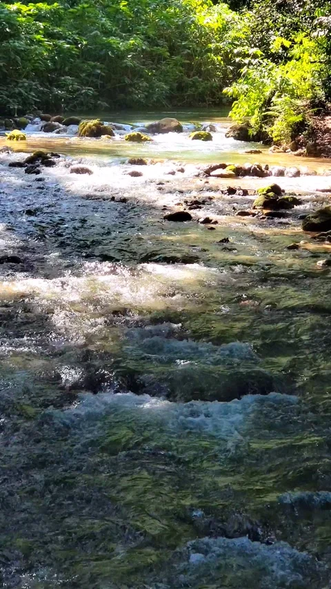 River Mulito flowing over mossy rocks in tropical jungle, Pedernales, DR Vidéo 334635733