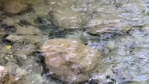 River Mulito flowing over mossy rocks in tropical jungle, Pedernales, DR Vidéo 334635736