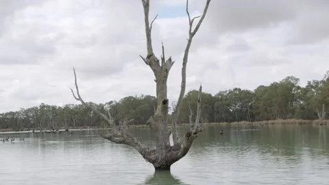 River Murray dead tree Stock Footage 231279885