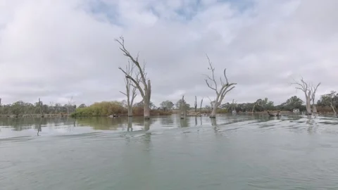 River Murray dead trees HD Stock Footage 229529976