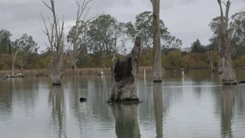 River Murray with dead trees HD Stock Footage 231279891