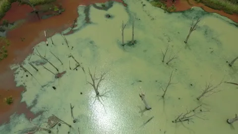 River Murray dead trees with red weed surrounded by the River South Australia Stock Footage 131407957