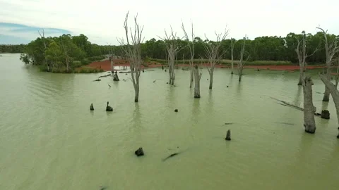 River Murray dead trees with red weed surrounded by the River SA drone Stock Footage 139609673
