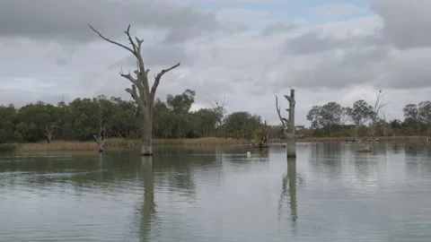 River Murray dead trees seen from a boat HD Stock Footage 231279887