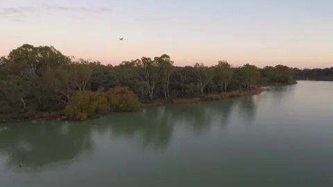 River Murray serene dawn drone shot with pelican Stock Footage 157466164