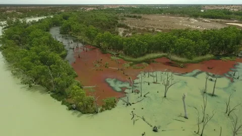 River Murray trees with red weed surrounded by the River South Australia Stock Footage 139614577