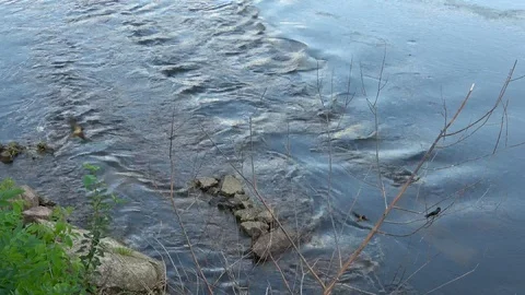River Narva. Stock Footage 112345506