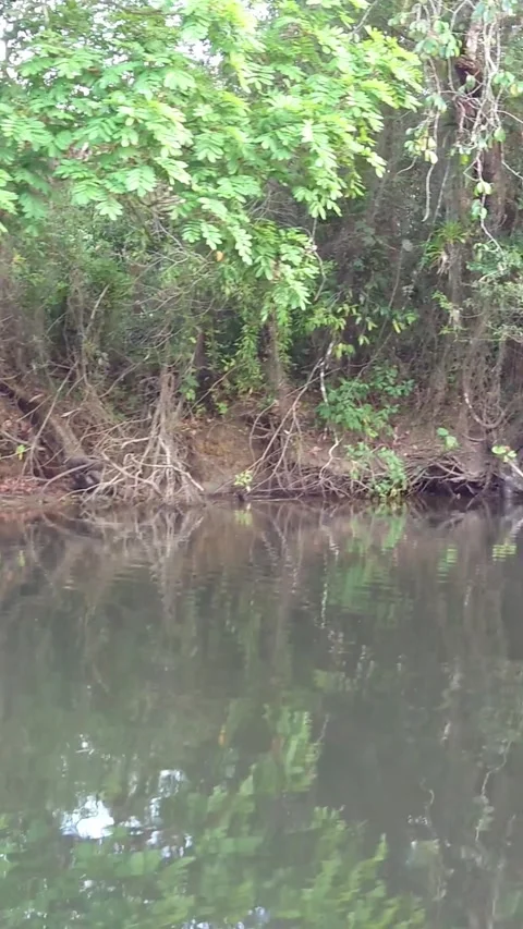 River with native mangrove vegetation Stock Footage 296663806