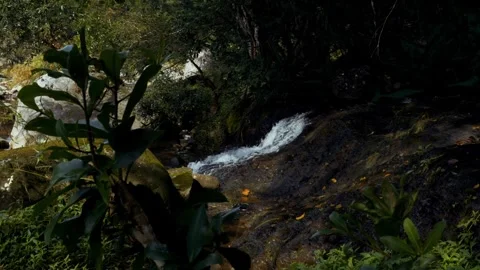 River, natural stream in the wilds Stock Footage 321320952