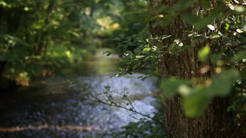 A river in nature as a blur background video Stock Footage 249764114