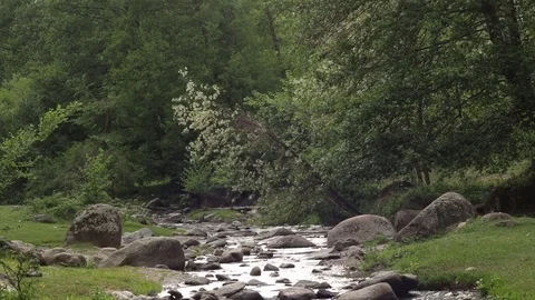 River Nature Day Green Reflection Sky Water Forest Mountain Relax Stock-Footage 75801664