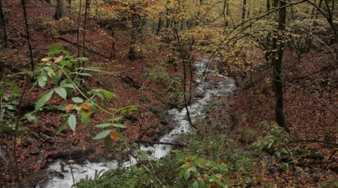 River, Nature, Jungle, Autumn, Forest 스톡 동영상 43281253