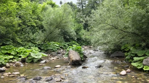 River nature landscape Stock Footage 198367249