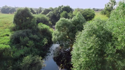 River nature trees greenery Video stock 170780739