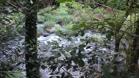 River near the largest eucalyptus in the world in Chavin, Spain Stock Footage 248009315