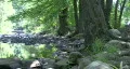 River In New England Forest HD Footage