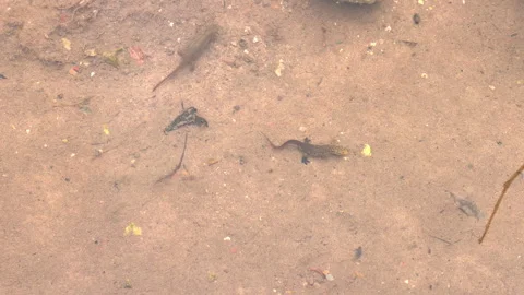 River newt resting on a sandy riverbed underwater Видео 346192732