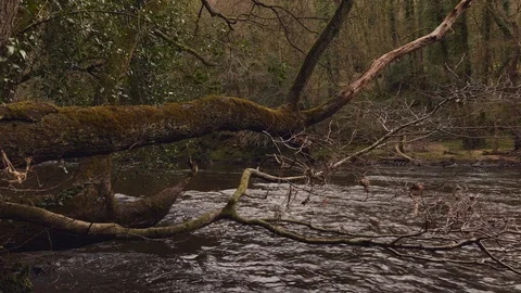 River Nidd Vídeo Stock 126997213