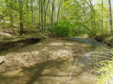 River or stream with rocks and trees in forest Stock Photos