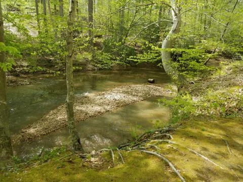 River or stream with rocks and trees in forest Stock Photos