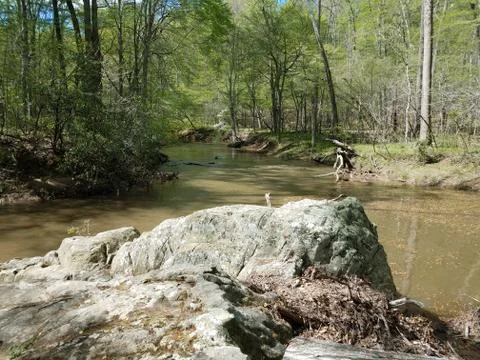 River or stream with rocks and trees in forest Stock Photos