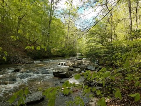 River or stream with rocks and trees in forest Stock Photos