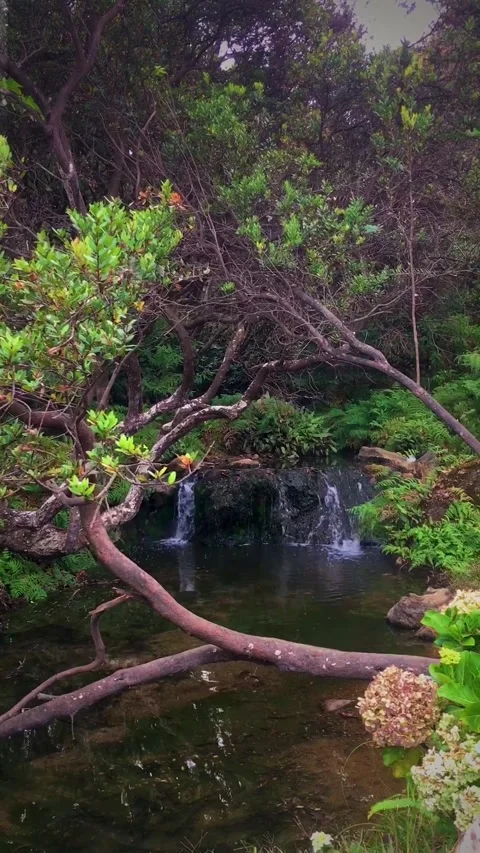 The river in the orchid forest, papandayan mountain, garut, west java, indonesia Видео 343290236