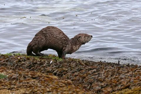 River Otter with Arched Back Stock Photos