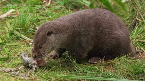 River Otter in autumn Stock Footage 55862845