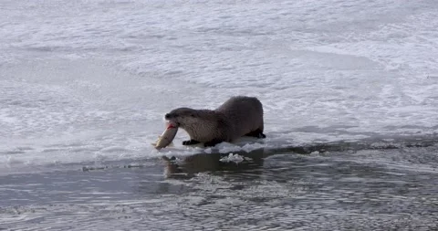 River Otter Caught a Live Fish 스톡 동영상 240033823
