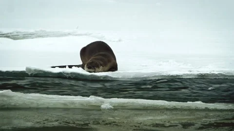 River Otter Chilling On Snow Covered Creek Bank Stock Footage 155890291