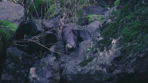 River otter climbs from forest down rocks to the river and slides into the water Stock Footage 148284894