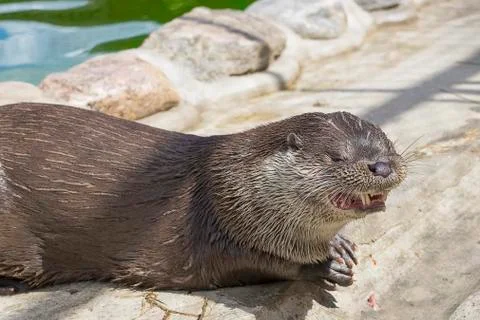 River otter Close-up Stock-Fotos