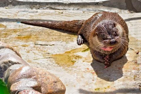 River otter Close-up Foto stock