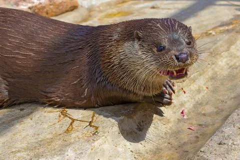 River otter Close-up Stock Photos