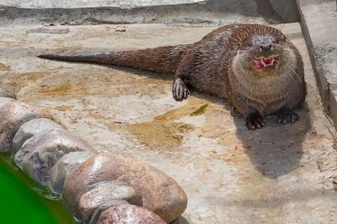 River otter Close-up Stock Photos