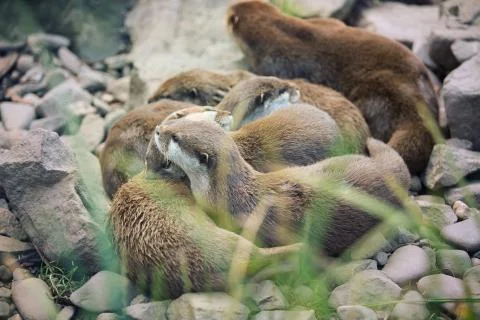 River otter cubs while resting - Lutra lutra Stock Photos