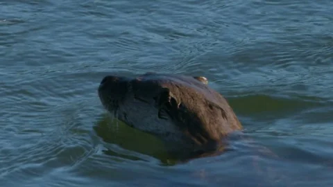 River Otter Diving into river (Eurasian) Stock Footage 83168391