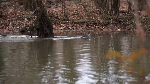 River Otter Eating Fish Vídeo Stock 167526120