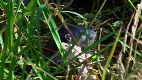 RIVER OTTER EATING Stock Footage 230048016