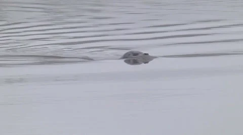 River Otter fall Chehalis river Montesano Washington gray foggy morning Stock Footage 44342603