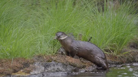 River Otter with fish Stock Footage 157562619
